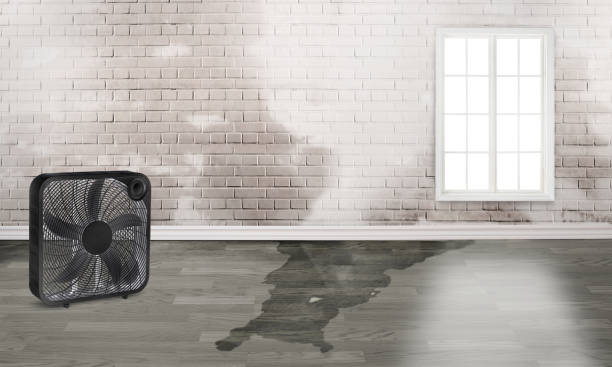 Best Professional water damage repair  in Mercer Island, WA